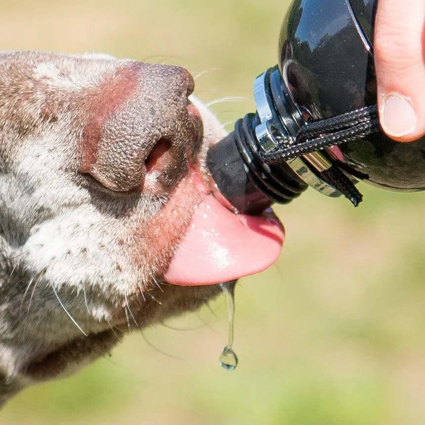 Dog Water Bottle, Lick 'n Flow, Paws