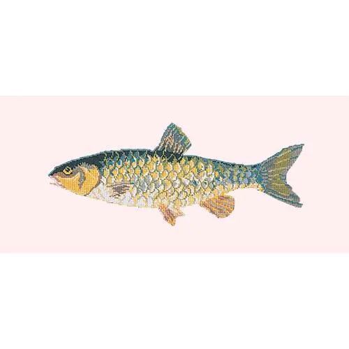 Freshwater Chub