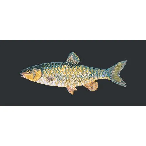 Freshwater Chub