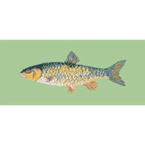 Freshwater Chub