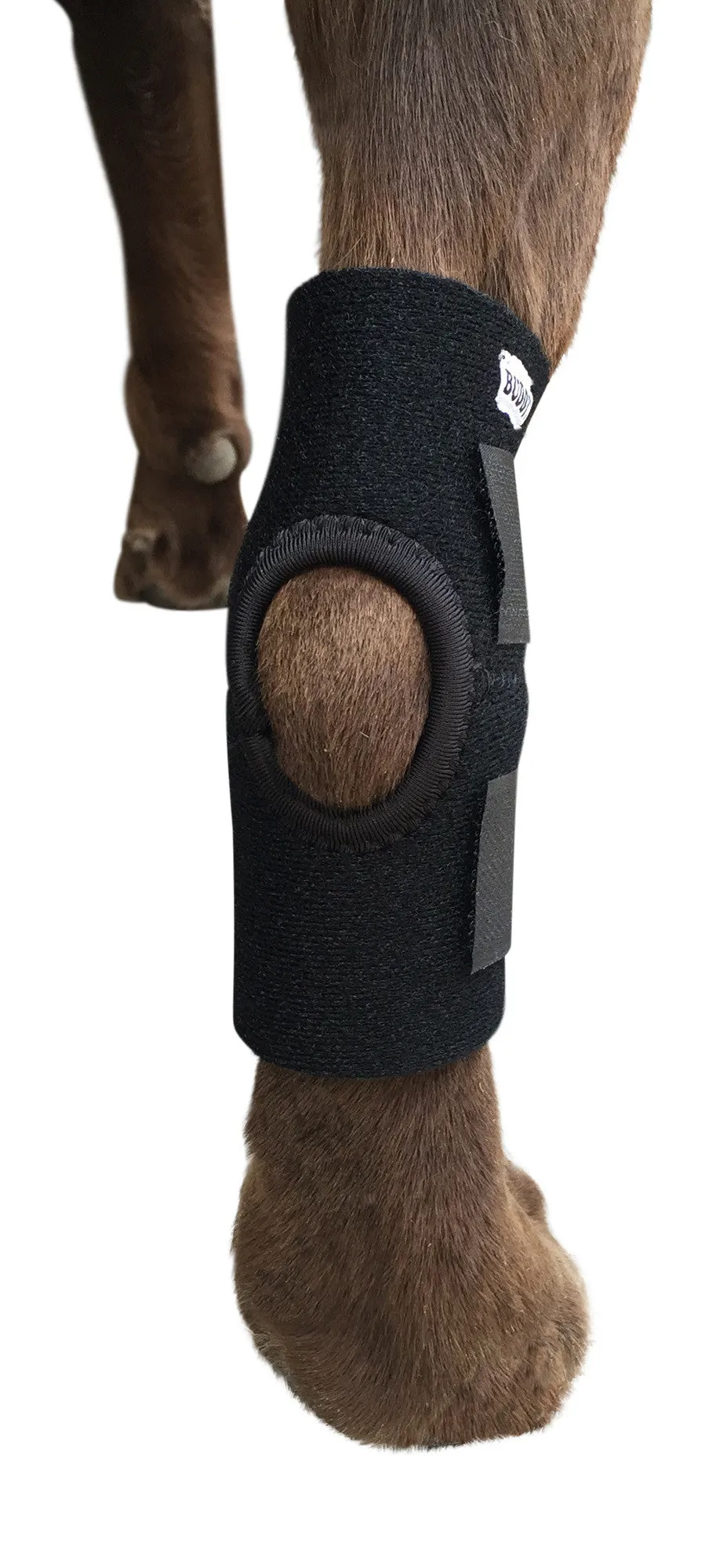 Lightweight Canine Hock Brace